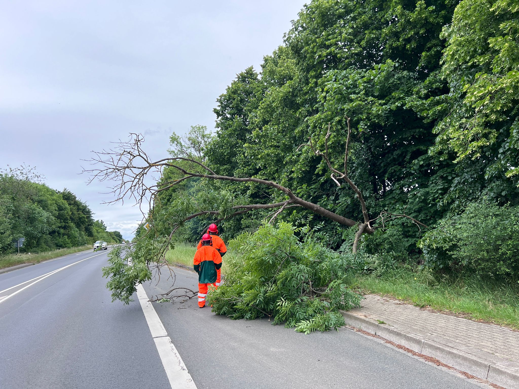 https://feuerwehr-merzenich.de/uploads/2025/05/29%20Baum/IMG-20250529-WA0038.jpg