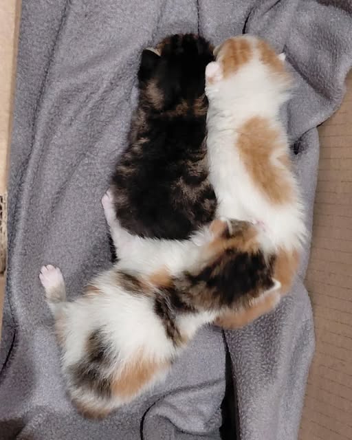 https://feuerwehr-merzenich.de/uploads/2025/06/01%20Katzen/02.jpg