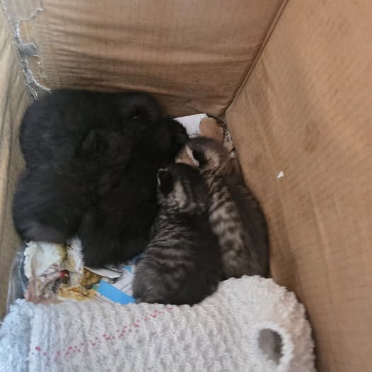 https://feuerwehr-merzenich.de/uploads/2026/07/03%20Katzen/01.jpg